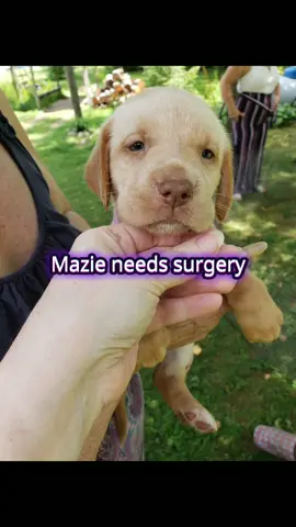 We are also accepting healing energy, positive energy, good vibes, prayers, or whatever you do, for Mazie. 