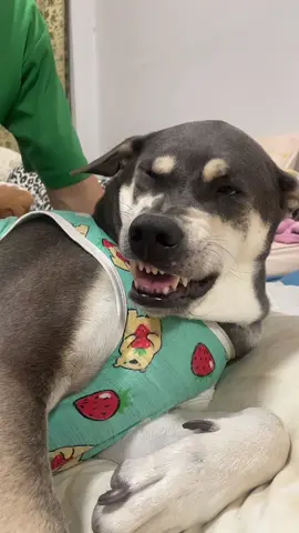 การจับ#เปิดการมองเห็น #tiktokviral #viral #funnypets #หมาน่ารัก #สัตว์เลี้ยงของฉัน 