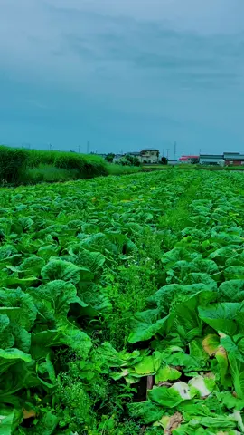 Nhổ bao giờ mới hết😩#nongnghiepnhatban #raucaithao🥬🥬🥬 #nhatban🇯🇵 