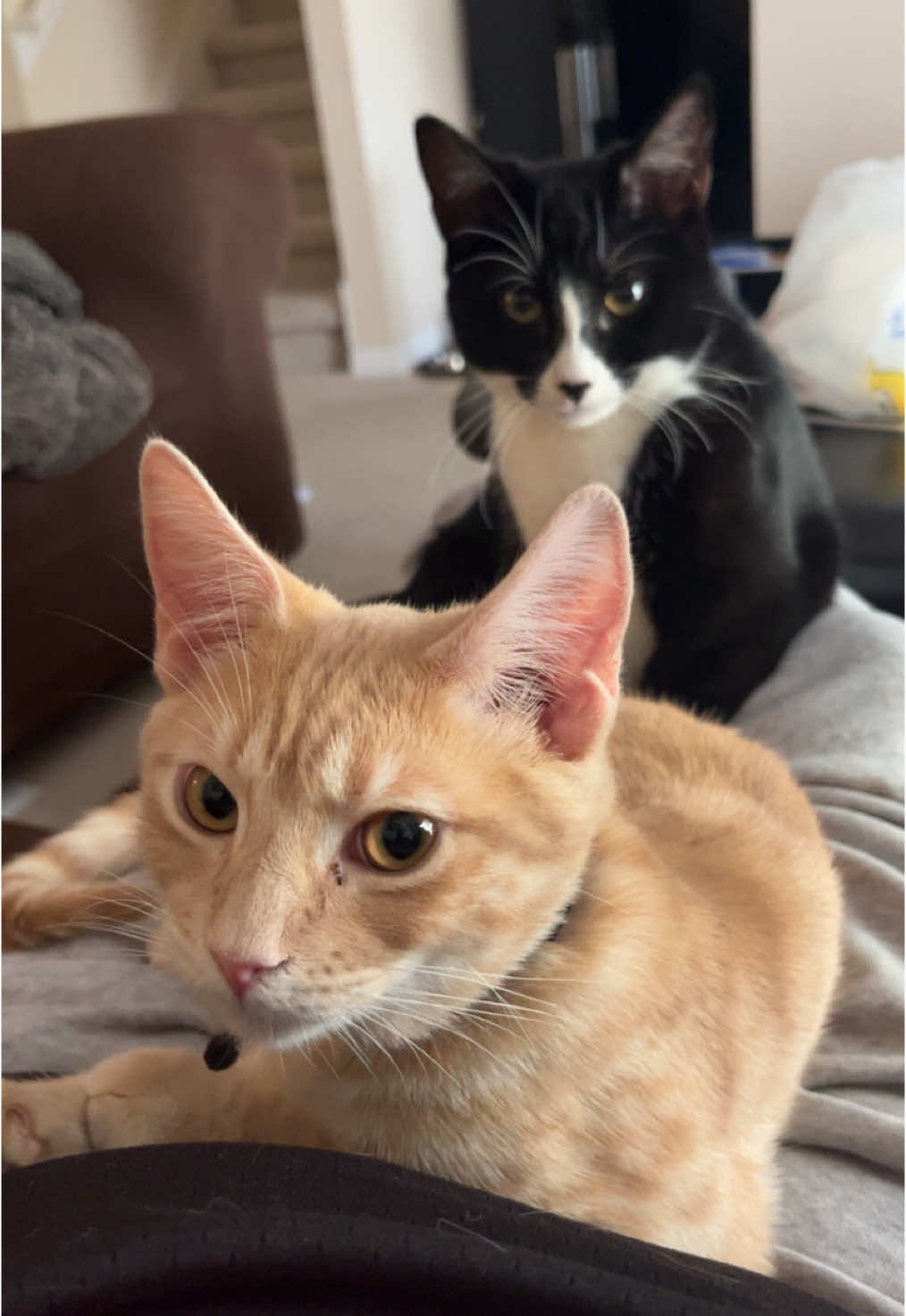 And now he has a big sister to watch and play with!!! #fyp #kitten #kittensoftiktok 