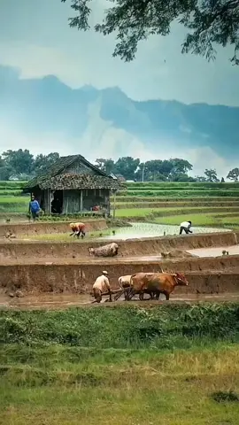 pedesaan yang asri, tenang dan tentram #pedesaan #pedesaanindonesia #pesawahan #sawah 