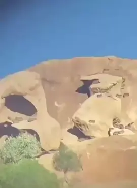 #اكسبلور #وبران #الحياة_البرية #مقناص 