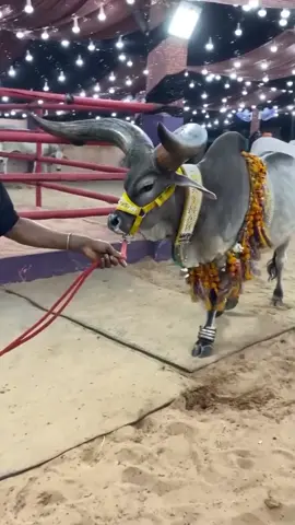 big Cow 🐄#foryoupage #foryou #fyp #standwithkashmir  #bakraeid #eid2025 #cow #foryouray_ 