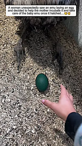 Poor emu #emu #babyemu #emusoftiktok #animals #animalsoftiktok #animalrescue #fyp 
