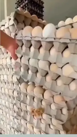 anak ayam yg dirawat dri kecil dengan penuh kasih sayang 