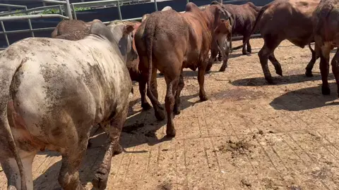 #steer #bulls 