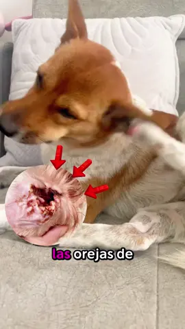 Vets Won’t Tell You This Ear Hack…🐶#dogsoftiktok #dog #puppys #catanddog #puppylife #ifyouknowyouknow #puaintapet #puaintapetcare #puaintaearcleaner 