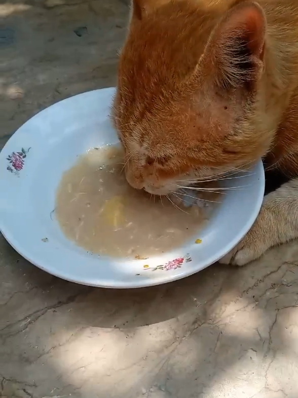 #simba#catlovers #straycat #catfood #foryou #fyp 