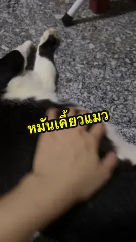 #แมว #แมวอ้วน #แมวชื่อโอเลี้ยง #tiktokสัตว์เลี้ยง #สัตว์เลี้ยงtiktok #tiktokviral 