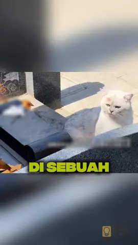 kucing ini menunggu dimakam pemiliknya selama bertahun-tahun  #fyp #viral #kucing #kucinglucu 