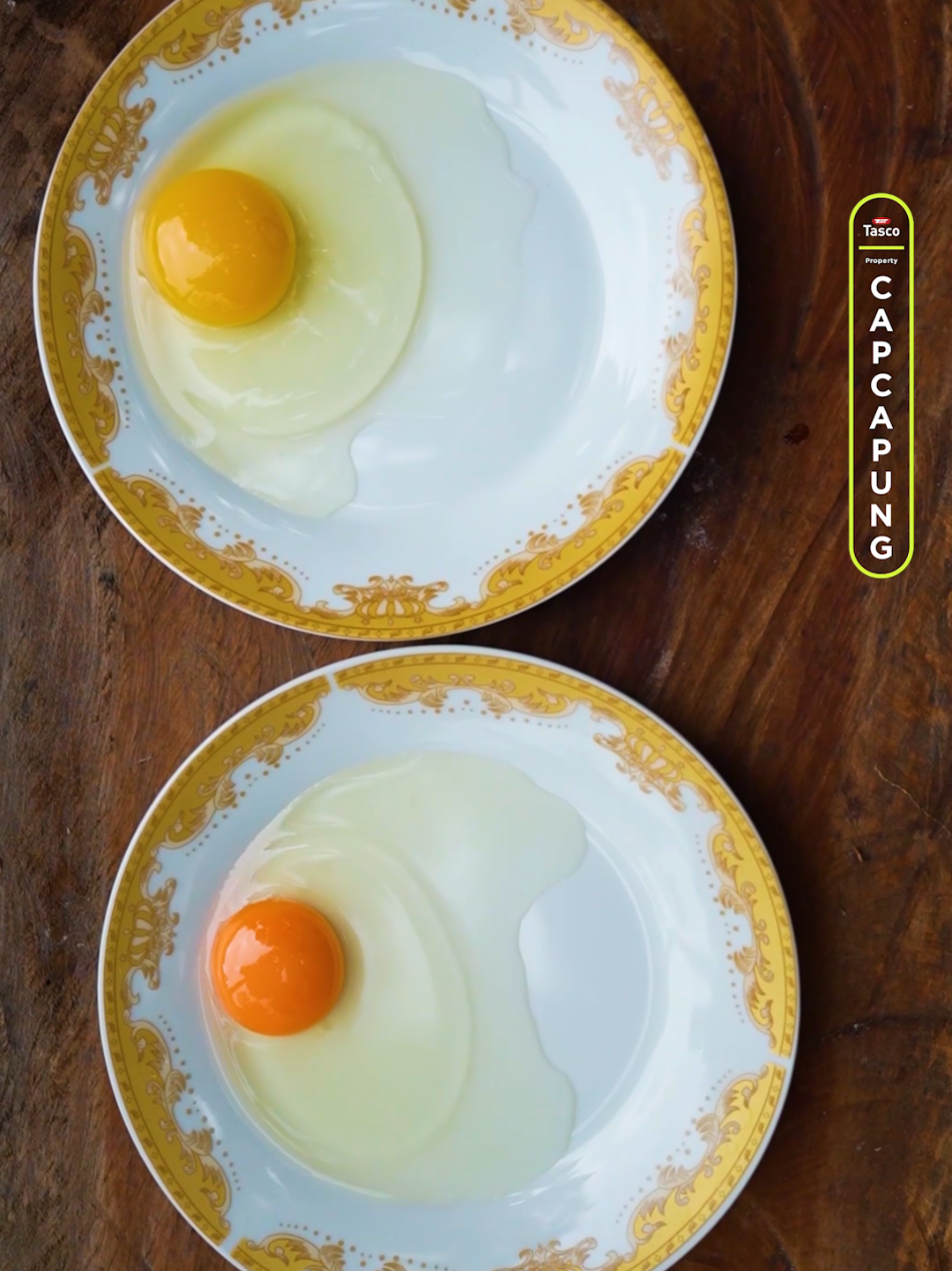 Banyak yang tidak tahu, telur omega berbeda dari telur biasa! faktor pakan dan sistem pemeliharaan bebas kandang adalah cara agar ayam lebih sehat dan telur yang dihasilkan lebih berkualitas. #ayampetelur #ternakayam #teluromega #usaharumahan 