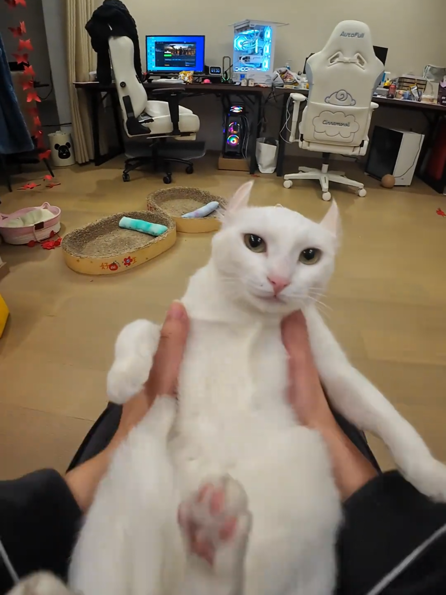 Beibei vs Fufu reaction 👀  #fyp #fufucat #cat #catlover #PetsOfTikTok #pets #fufu #beibei #douyin 