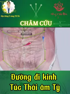 Kinh Túc thái âm Tỳ thuộc về Tỳ, liên lạc với Vị, đồng thời liên hệ trực tiếp với Tâm, Phế, Đại tiểu trường. Kinh có 21 huyệt vị mỗi bên.  Nó chủ trị các vấn đề mà đường kinh Tỳ đi qua, các vấn đề liên quan đến chức năng sinh lý do tạng Tỳ đảm nhiệm.  #Hocdongy  #Hocchamcuu  #DongyVietNhan  #BacsiTu  #KhambenhYHCT