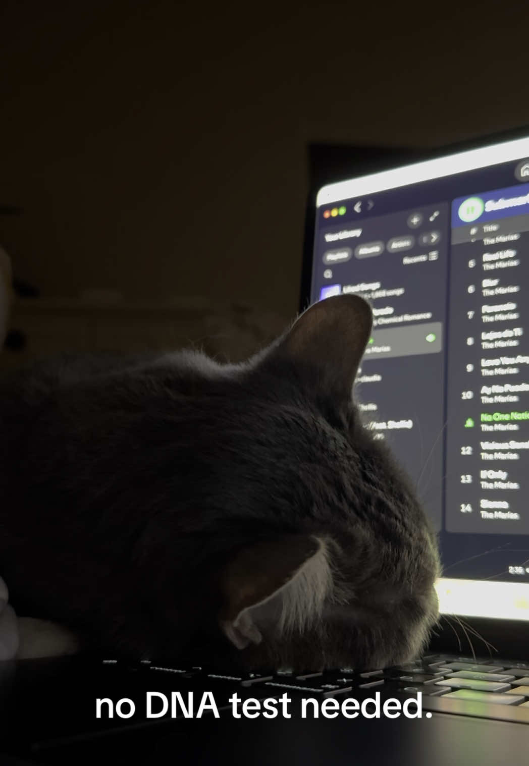 that’s my baby ashe~~ #cat #themarías #themarias #noonenoticed