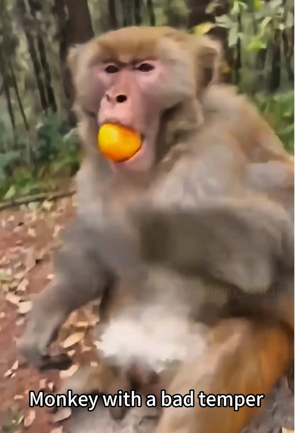 Funny monkey 🙉.#funny #fyp #monkey #funnyanimals #tiktok #usa🇺🇸 