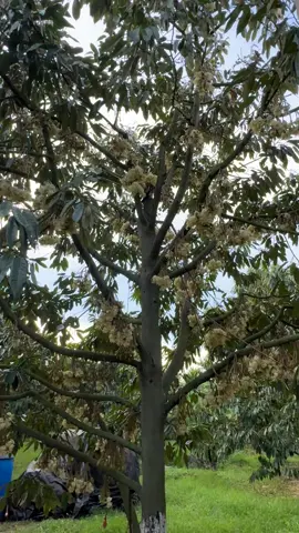 Ráng nở nhanh đi mưa nữa là song luôn 
