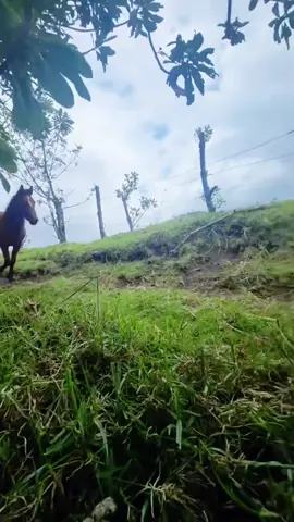 Funny Horses🤣#funny #fyp #foryou #funnyvideos #funnyanimals #horse 