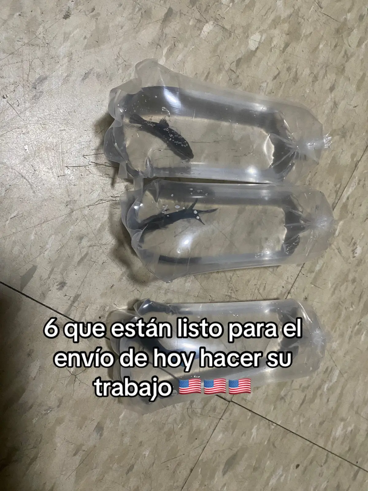 Betta listo para el envío de hoy 🇺🇸🇺🇸🇺🇸#bettausa🇺🇸 #bettausa #bettafish #bettafighterbetta_ #bettafighterbetta #bettafighterbetta1 