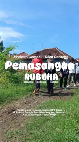 Kenapa sih harus dipasang kandang burung? Eits ini kandang bukan sekedar kandang ya 🤭 ini disebut Rubuha (Rumah Burung Hantu). Rubuha dipasang di sawah untuk membantu mengendalikan hama tikus secara alami. Dengan memanfaatkan burung hantu sebagai predator tikus diharapkan dapat menjaga dan meningkatkan produktivitas padi demi mencapai swasembada pangan 🙌 @kementanri #penyuluhpertanian  #swasembadapangan  #Kementan  #ASN #Majalengka