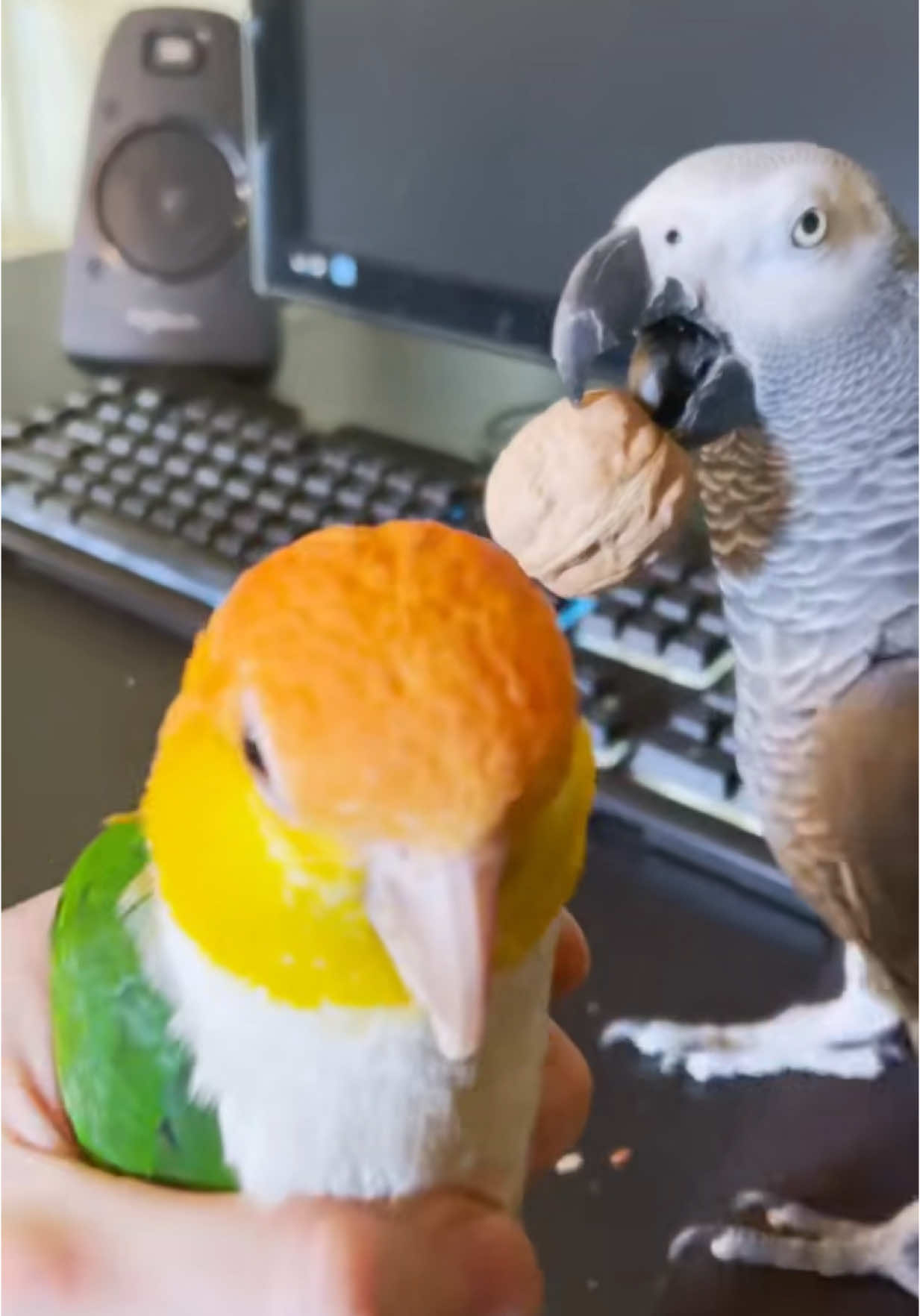 This is so funny to watch now over two years later #onthisday 🌴#parrotsoftiktok #amazinganimals #cute #funny #walnuts #hangry #birds 