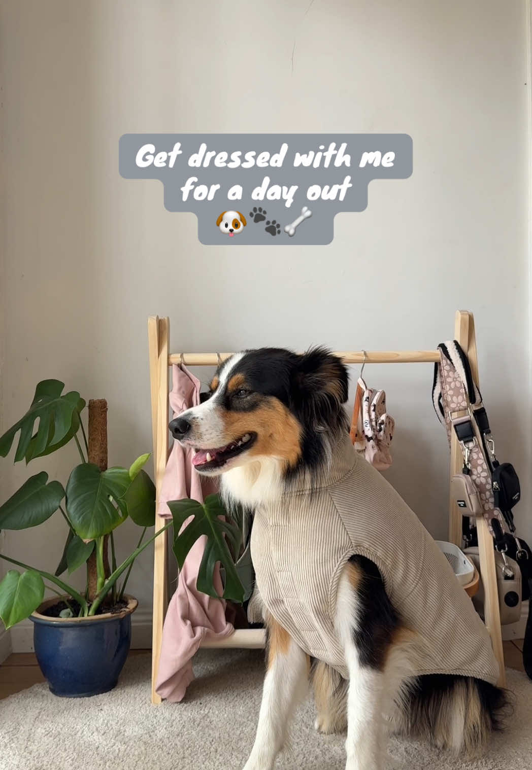 Get dressed with me for a day out 🐶 Discount codes:  @FuzzYard ‘JOSH10’ @Coastal Cubs ‘’JOSH10’ #fuzzyard #coastalcubs #dogsoftiktok #doggo #bordercollie #dogtok #dogaccessories #dogproducts #dogcontent #dogmodel #doginfluencer #bordercolliesoftiktok #dogsofmelbourne #fyp #foryou #dogcoat #dogclothing 