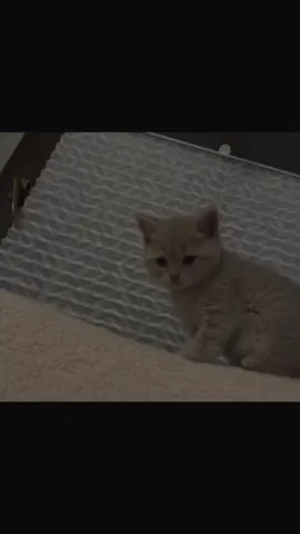 Baby🥹🫀#muslimcat #لا_اله_الا_الله #kitten #oops_alhamdulelah #islamic_media #muslimtiktok 