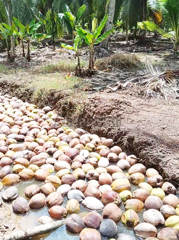 masih proses pengumpulan 