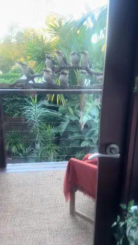 #kookaburra#laugh #bushturkey#🦃#lorikeet #🦜🦜#northernbeaches #wildlife #just #wait #for #laugh 