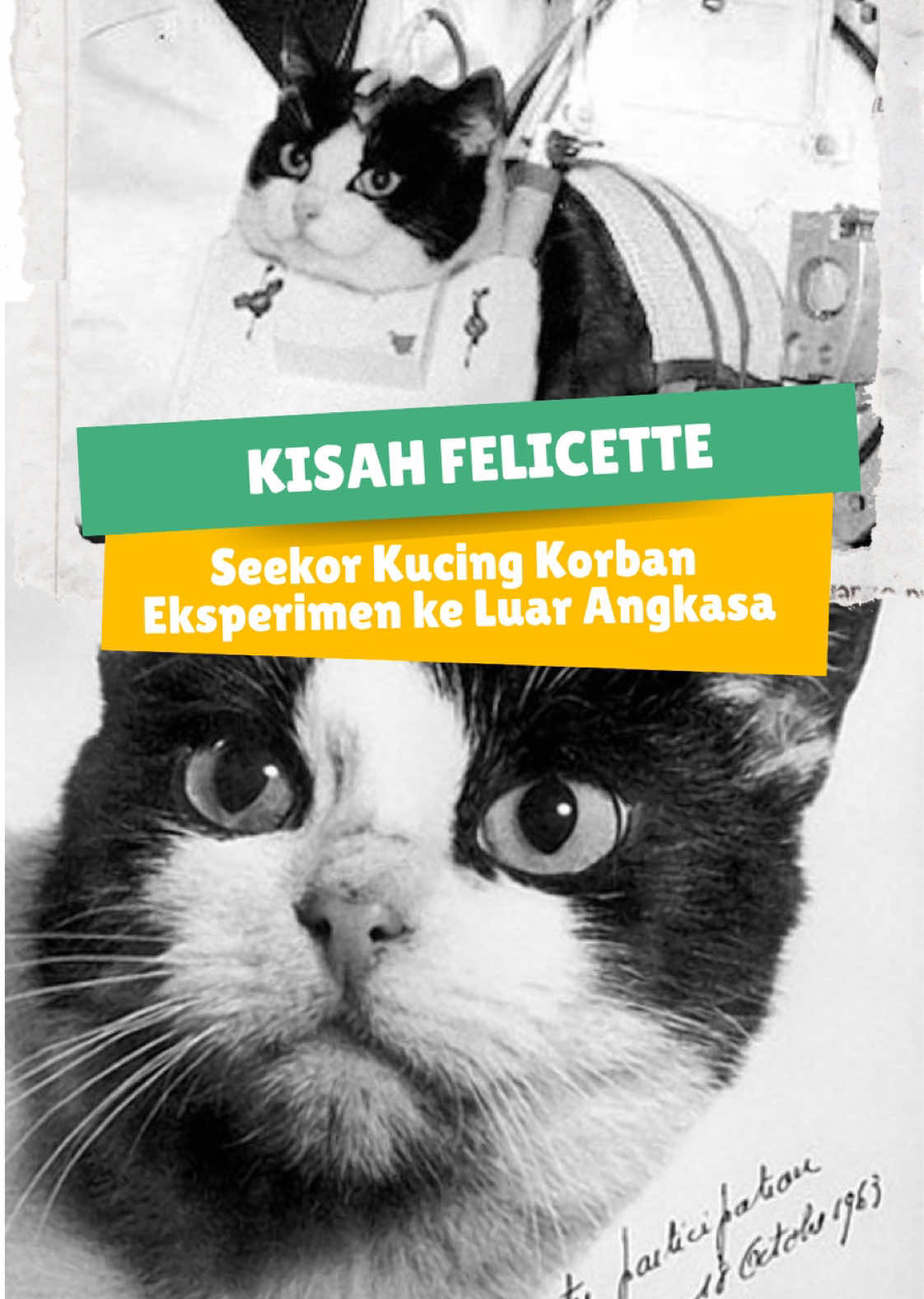 KISAH KUCING KORBAN EKSPERIMEN MANUSIA Ada yang pernah denger kisah kucing ini? Komen pendapat kamu di bawah yaa! #felicette #felicettethecat #eksperimen #luarangkasa #kucing #kucingtiktok #storytelling 