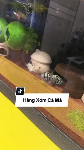 Hàng xóm với nhau cả, mỗi bên nhường nhau một tiếng #hoanganh #aquarium #cacanhhoanganh #chimcanhhoanganh 