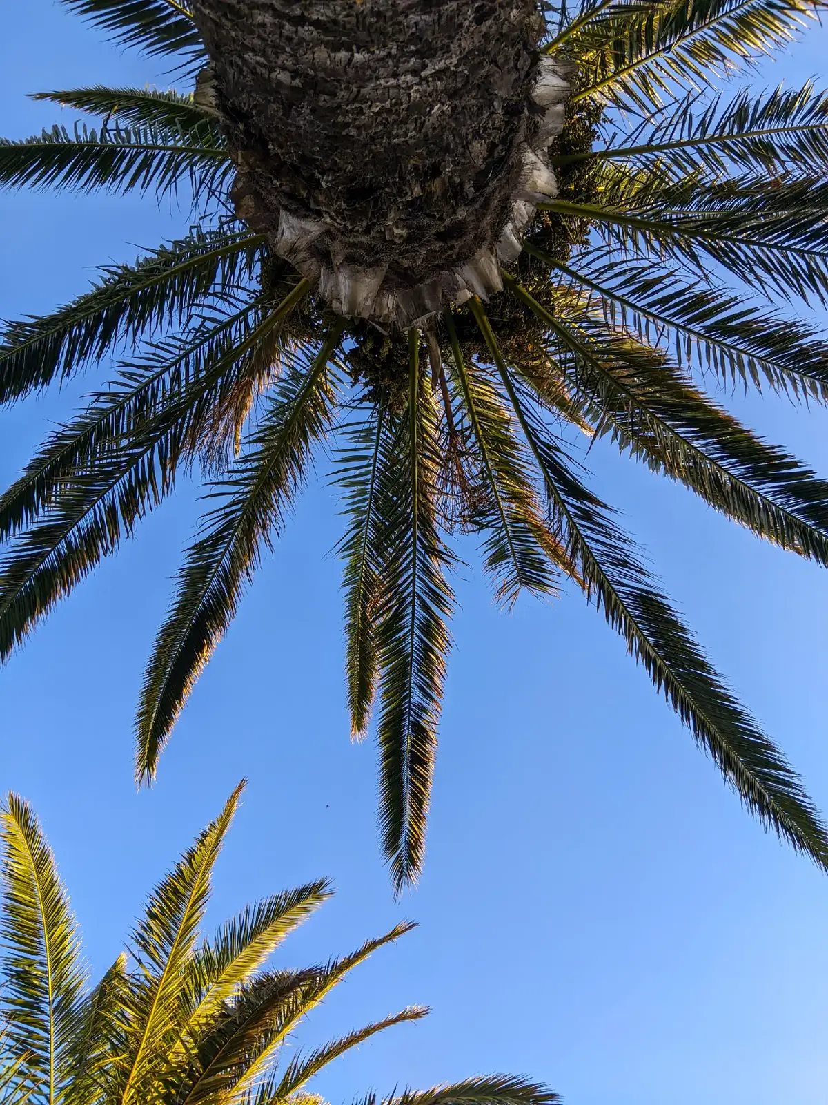 When you look up from beneath the palm tree, you see nature's art generously painted across the sky🌴☀️💙 عندما تنظر إلى الأعلى من تحت النخلة، ترى فن الطبيعة مرسوماً بسخاء في السماء 🌴☀️💙 #PalmTreeView #SkyPerspective #NatureArt #LookUp #TropicalVibes #TreeLovers #BlueSkyMagic #NatureInspiration #CalmViews