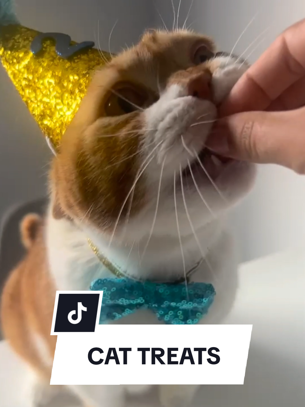 Jasper's favourite treats! #cattok #cats #treats #cattreats #freezedried #chicken #britishshorthair #orangecat #tiktokmademebuyit #dealdrops #fyp 