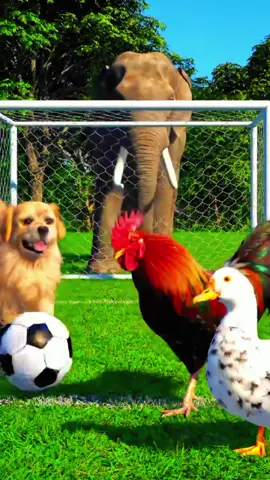 #kucing, anjing, bebek, ayam dan gajah sedang bermain bola
