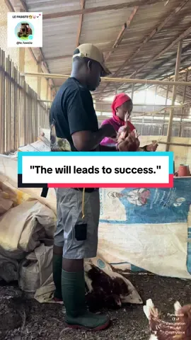The will leads to success.#Élevage #vaccination #poultry 