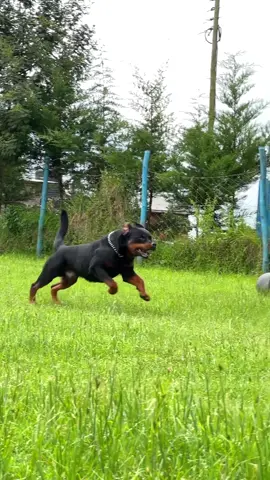 Rottweiler dog#dogsoftiktok #puppylove #dogtrainer 