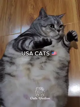 Cats country - playlist link in bio #foryoupagе #funk #phonk #fyp 
