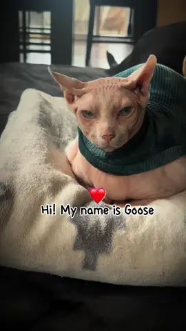 Drop your favorite heart and double tap for Goose!  Sweater @Mad Sphynx Design C0de- duckiegoose10 #sphynx #sphynxcat #sphynxoftiktok #heart #heartwarming #fyp #fypシ 