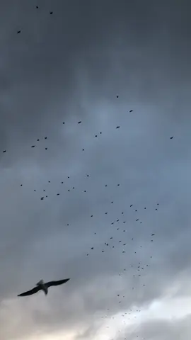 Belkii Üstümüzden bir kuş geçer