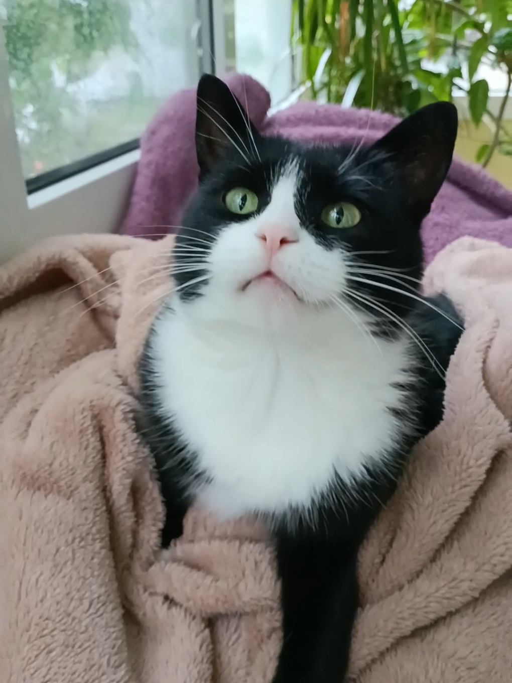 #cattiktok #catsoftiktok #cat #catvideos #cats #catvideo 