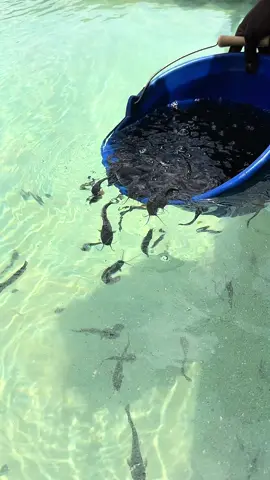 La pisciculture, ou aquaculture, présente de nombreux avantages, notamment la possibilité de limiter la surpêche, de mieux contrôler la qualité des produits aquatiques, et d'optimiser l'utilisation des ressources en eau et en alimentation. Elle peut également contribuer à la sécurité alimentaire et créer des emplois.  #senegalaise_tik_tok #agriculture #pisciculture #silure #poisson #peche 