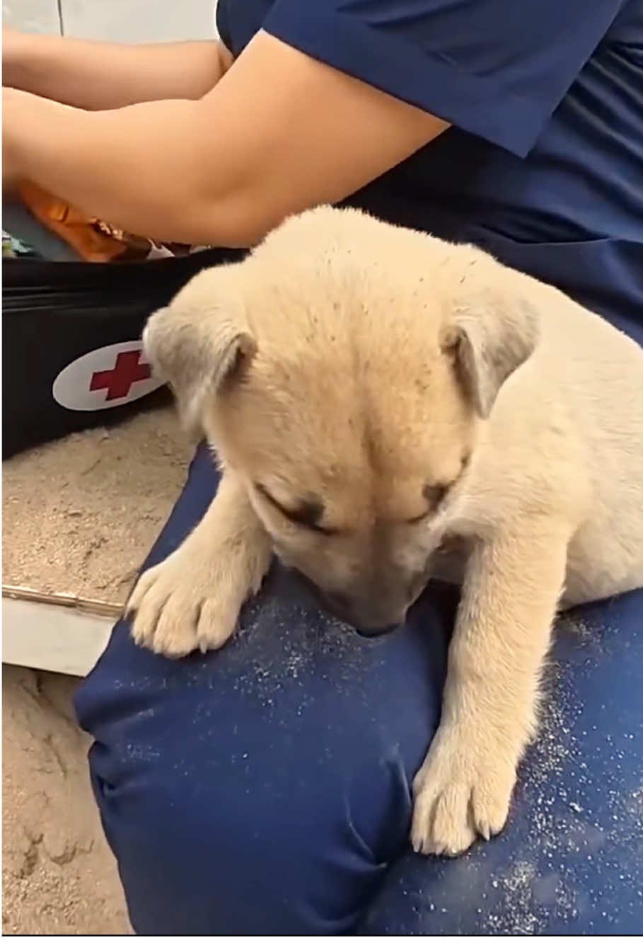 #dog #animals #animalsrescue #cat #fyp 