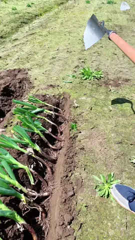 #AgricultureNepal #Agriculture #EcoFarm #AgriNepal #OrganicFarming #nepalifarmer #AgroBusiness #CropFarming #usa 