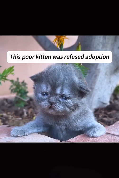 Disabled kitten#rescue #fyp #cat #catsoftiktok #cute 