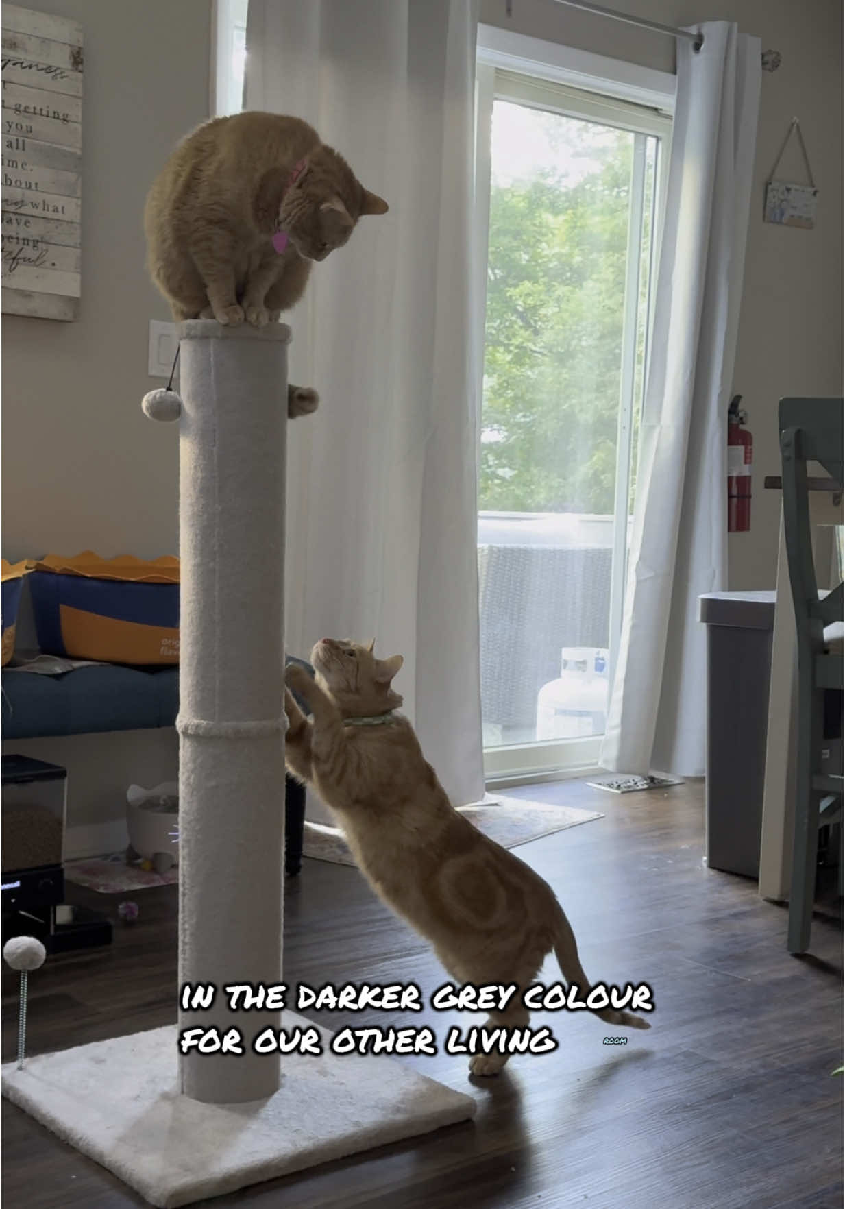 This is a must have!!! #made4pets3. #made4pets3 #made4petscattree @Made4pets-us @made4pets-official #catmusthaves #catparents #catscratchingpost #catscratchingfurniture #stopthescratch #catmom 