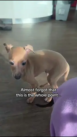 The light of my life #dog #cute #fyp #italiangreyhound #viral 