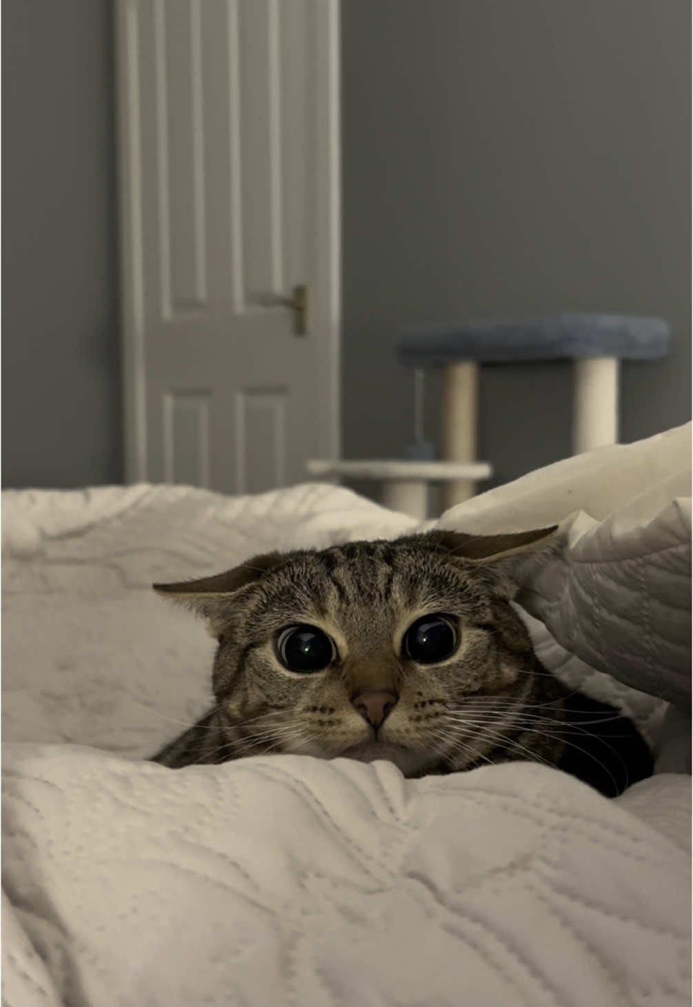 she’s always doing the eyes ⚫️⚫️ #cat #cattok #catsoftiktok #catlover #kitten #eyes #cutebaby #girlcat #girl #compilation 
