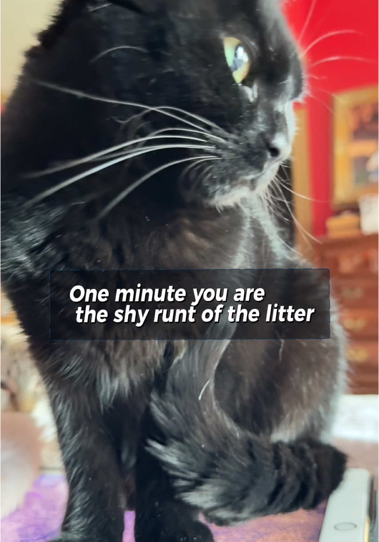 From runt to ninja 🥷  Check out our #CapCut template!!  #catsoftiktok #runtok 