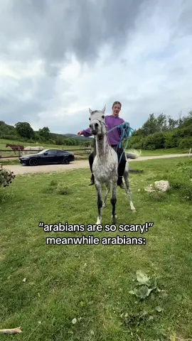#arabianhorse #fyp #foryoupage #foryou #horses 