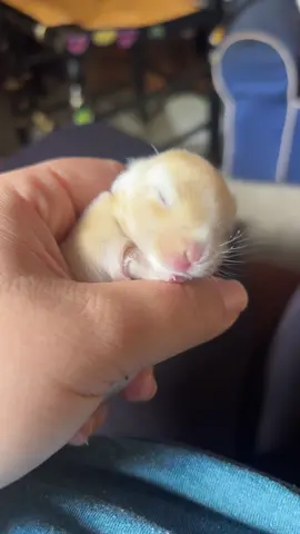 #hoppieloppies #fyp #rabbitsoftiktok #jumpingbeansoftiktok #bunni #rabbitsoftiktok #foryoupage #fyp #fypシ #hollandlopbunny #viralvideo #viraltiktok #rabbit #rabbitsoftiktok #texas #hoppieloppies #houstontexas 