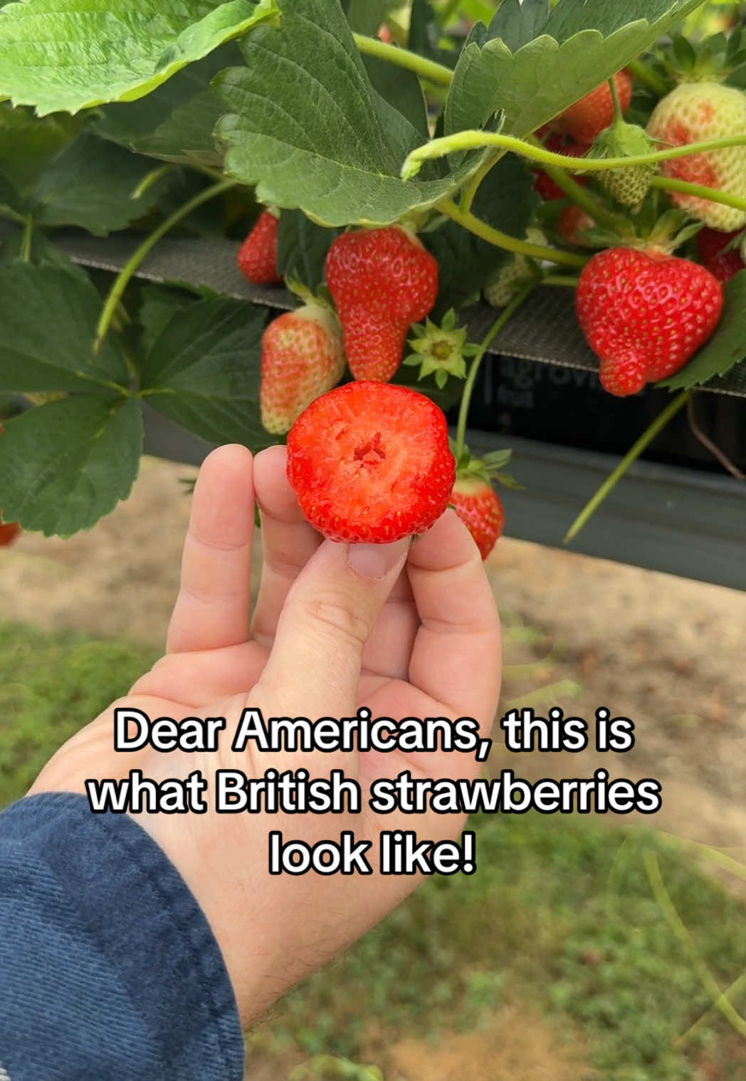 We have been seeing so many videos about American strawberries being white in the middle so Ted has been up to our tunnels for a look at ours!  They certainly passed the taste test and are bright red in the middle❤️ Our strawberry experience officially opens on Thursday and we are so excited to welcome you all to pick your own British strawberries🍓 #britishstrawberries #strawberries #pickyourown 